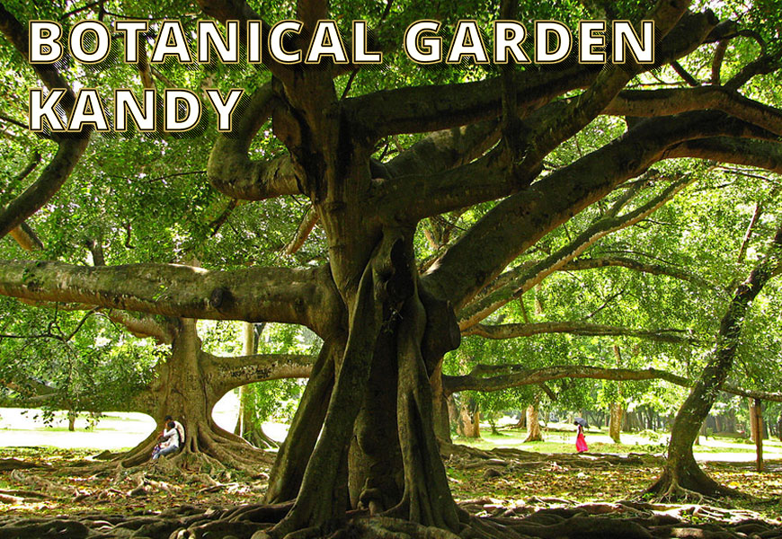 botanical-garden-gallery