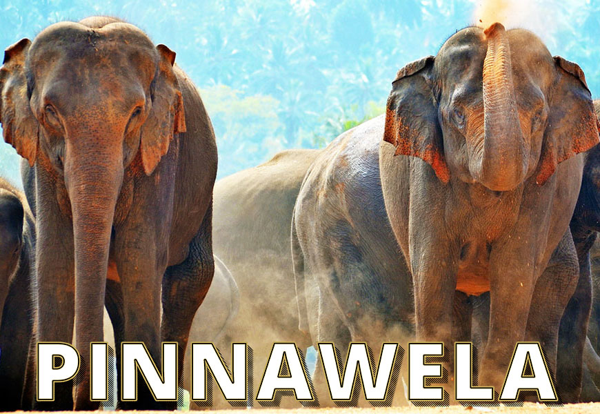 pinnawela-elephant-gallery
