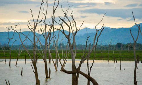 udawalwe