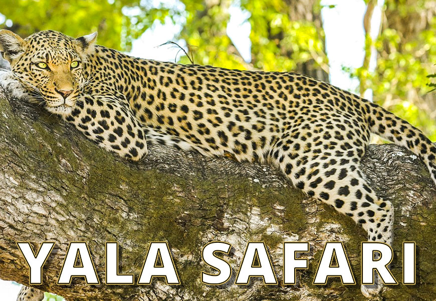 yala-safari-gallery